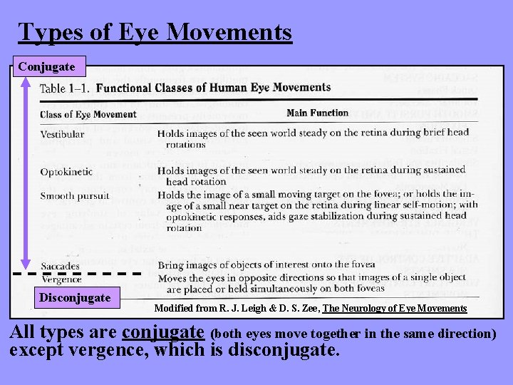 Types of Eye Movements Conjugate Disconjugate Modified from R. J. Leigh & D. S.