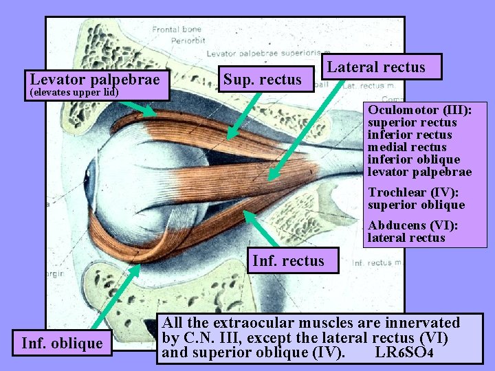 Levator palpebrae (elevates upper lid) Sup. rectus Lateral rectus Oculomotor (III): superior rectus inferior