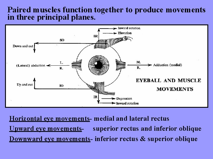 Paired muscles function together to produce movements in three principal planes. Horizontal eye movements-