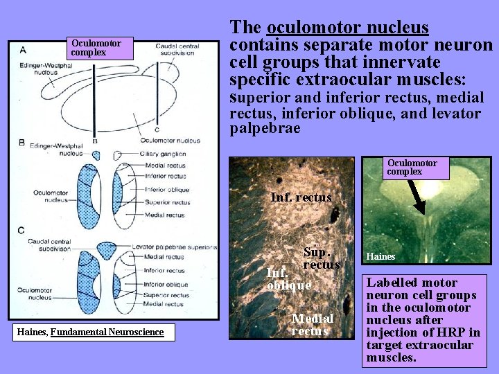 Oculomotor complex The oculomotor nucleus contains separate motor neuron cell groups that innervate specific