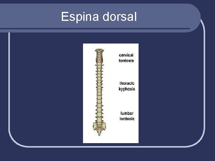 Espina dorsal 