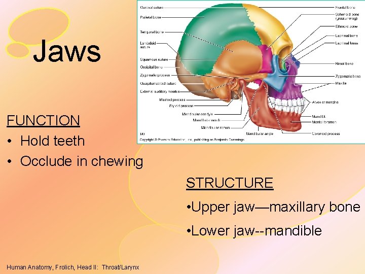 Jaws FUNCTION • Hold teeth • Occlude in chewing STRUCTURE • Upper jaw—maxillary bone