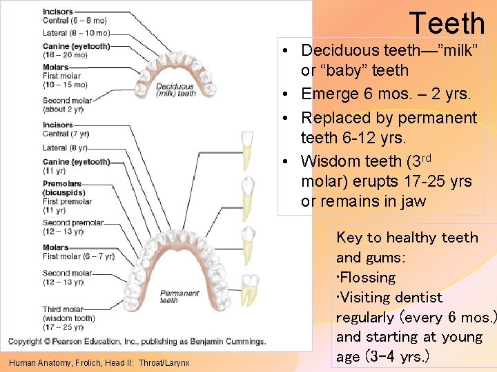 Teeth • Deciduous teeth—”milk” or “baby” teeth • Emerge 6 mos. – 2 yrs.