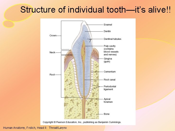 Structure of individual tooth—it’s alive!! Human Anatomy, Frolich, Head II: Throat/Larynx 