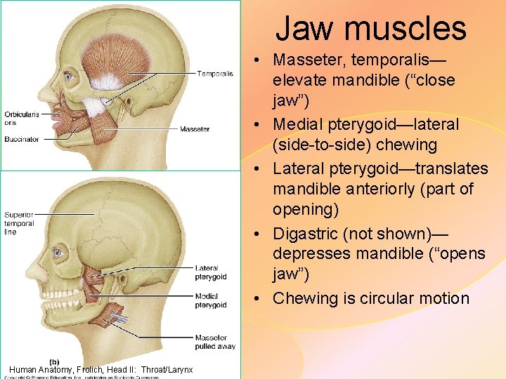 Jaw muscles • Masseter, temporalis— elevate mandible (“close jaw”) • Medial pterygoid—lateral (side-to-side) chewing