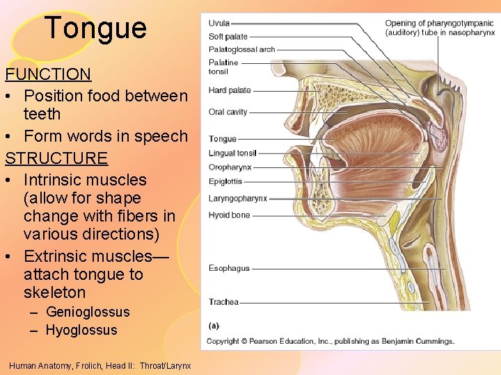 Tongue FUNCTION • Position food between teeth • Form words in speech STRUCTURE •