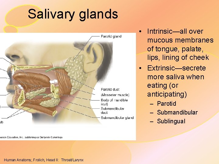 Salivary glands • Intrinsic—all over mucous membranes of tongue, palate, lips, lining of cheek