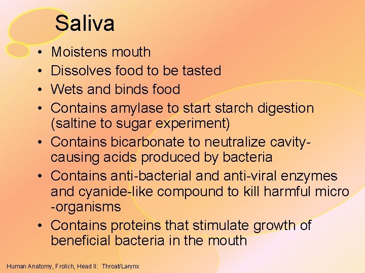 Saliva • • Moistens mouth Dissolves food to be tasted Wets and binds food