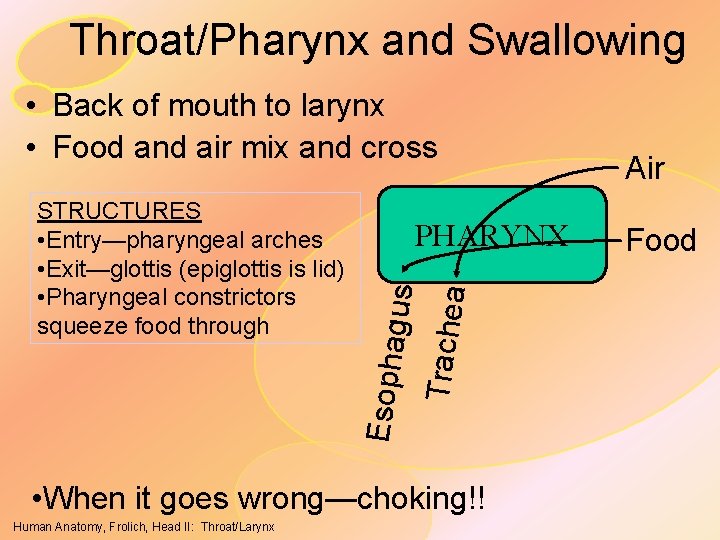 Throat/Pharynx and Swallowing • Back of mouth to larynx • Food and air mix