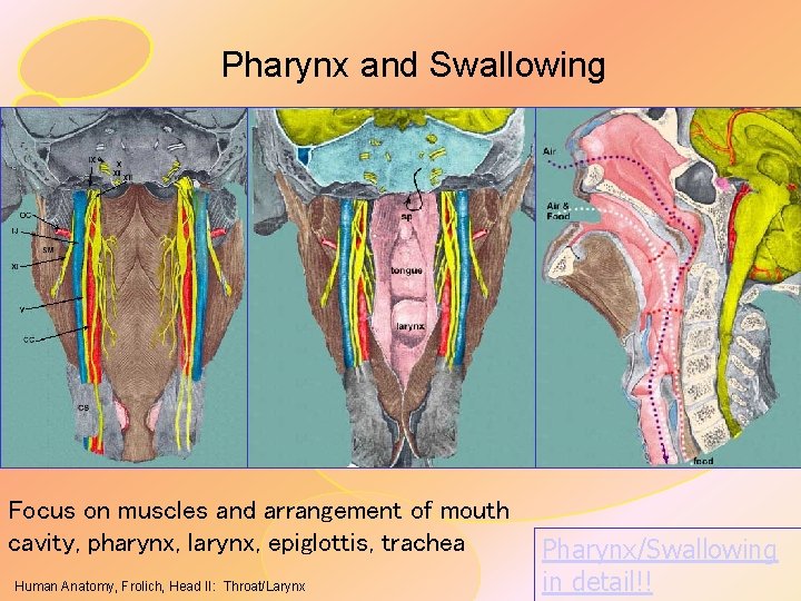 Pharynx and Swallowing Focus on muscles and arrangement of mouth cavity, pharynx, larynx, epiglottis,