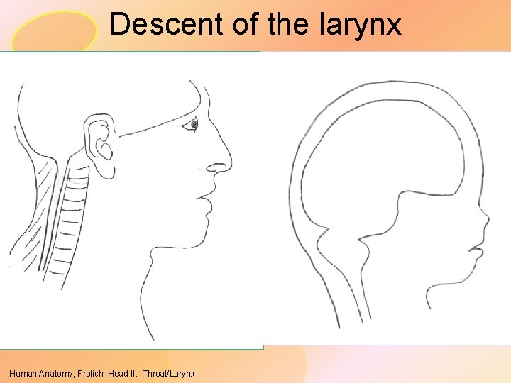 Descent of the larynx Human Anatomy, Frolich, Head II: Throat/Larynx 