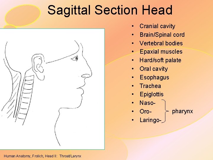 Sagittal Section Head • • • Human Anatomy, Frolich, Head II: Throat/Larynx Cranial cavity