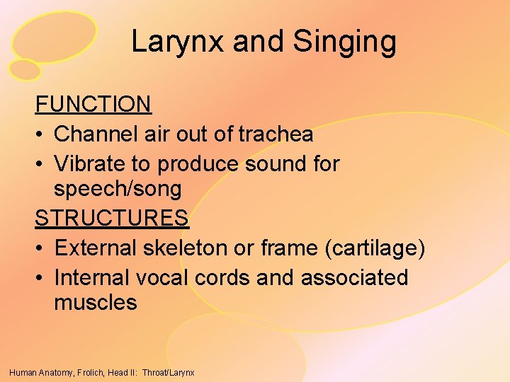 Larynx and Singing FUNCTION • Channel air out of trachea • Vibrate to produce