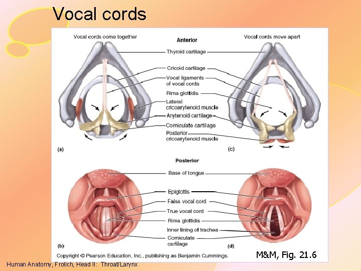 Vocal cords M&M, Fig. 21. 6 Human Anatomy, Frolich, Head II: Throat/Larynx 