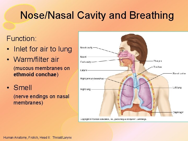 Nose/Nasal Cavity and Breathing Function: • Inlet for air to lung • Warm/filter air