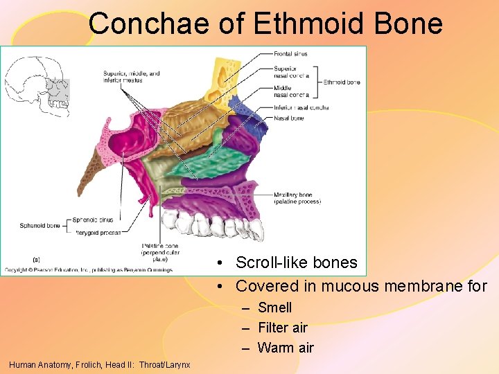 Conchae of Ethmoid Bone • Scroll-like bones • Covered in mucous membrane for –