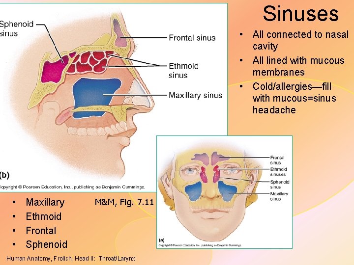 Sinuses • All connected to nasal cavity • All lined with mucous membranes •