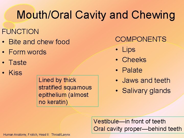 Mouth/Oral Cavity and Chewing FUNCTION • Bite and chew food • Form words •