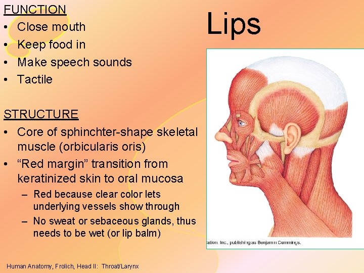 FUNCTION • Close mouth • Keep food in • Make speech sounds • Tactile