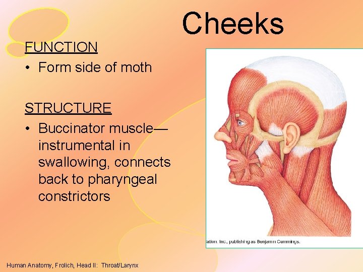 FUNCTION • Form side of moth STRUCTURE • Buccinator muscle— instrumental in swallowing, connects