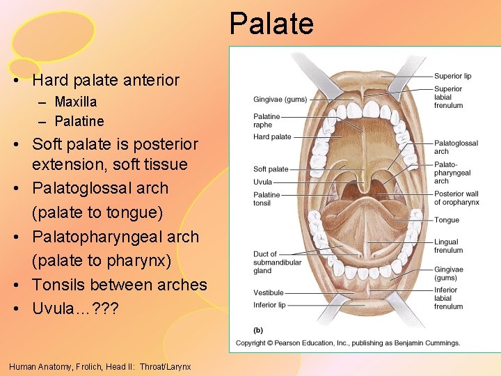 Palate • Hard palate anterior – Maxilla – Palatine • Soft palate is posterior