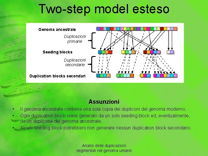 Two-step model esteso Genoma ancestrale Duplicazioni primarie Seeding blocks Duplicazioni secondarie Duplication blocks secondari
