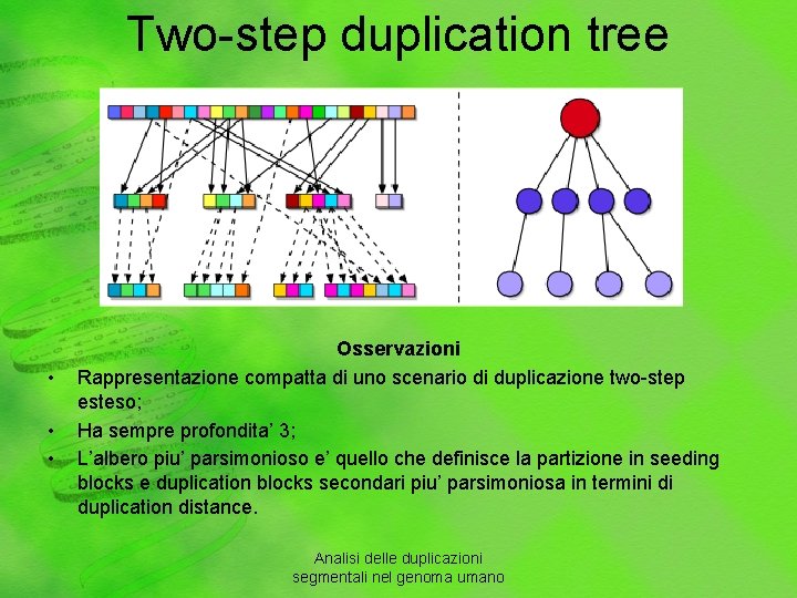 Two-step duplication tree • • • Osservazioni Rappresentazione compatta di uno scenario di duplicazione