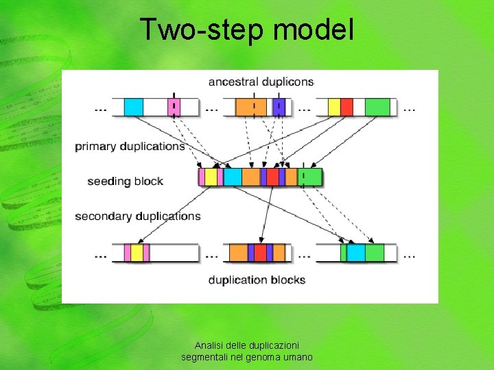 Two-step model Analisi delle duplicazioni segmentali nel genoma umano 