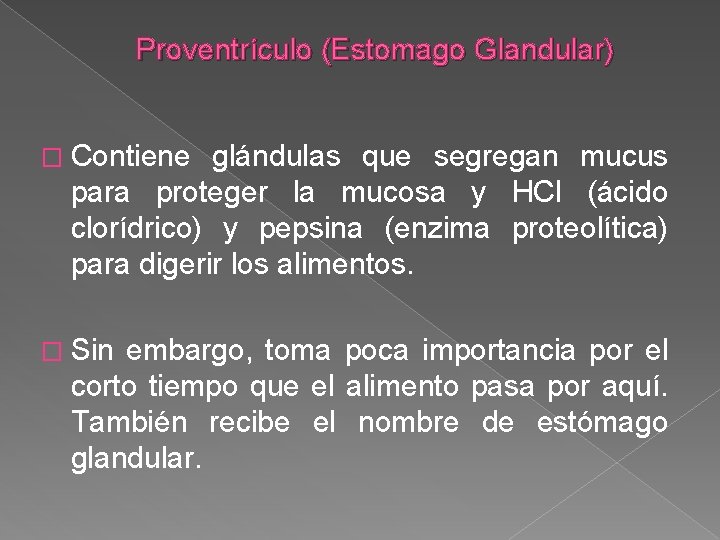 Proventrículo (Estomago Glandular) � Contiene glándulas que segregan mucus para proteger la mucosa y