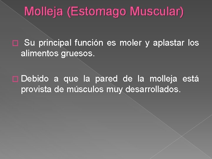 Molleja (Estomago Muscular) � Su principal función es moler y aplastar los alimentos gruesos.