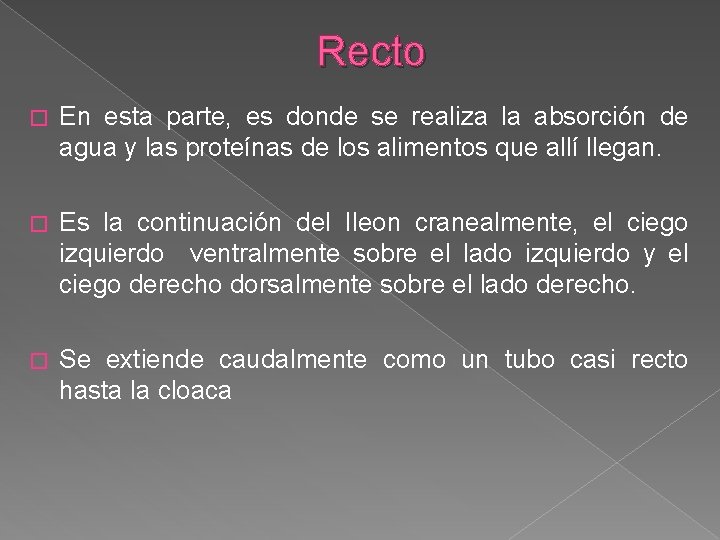 Recto � En esta parte, es donde se realiza la absorción de agua y