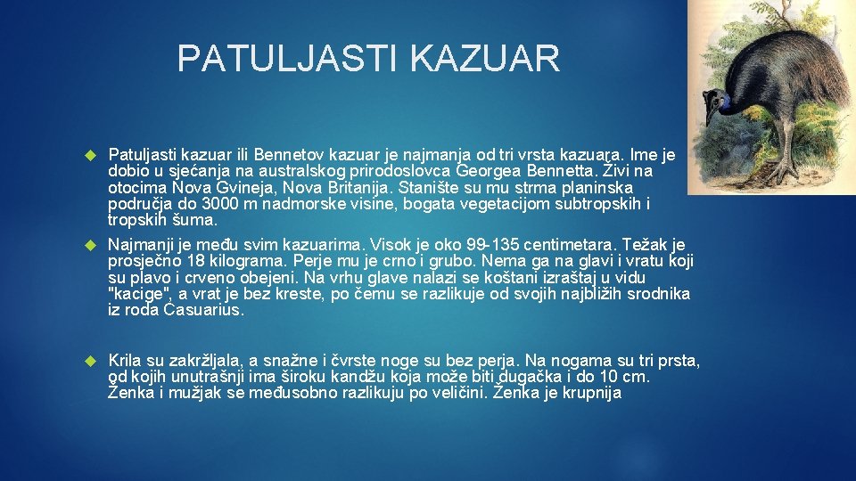 PATULJASTI KAZUAR Patuljasti kazuar ili Bennetov kazuar je najmanja od tri vrsta kazuara. Ime