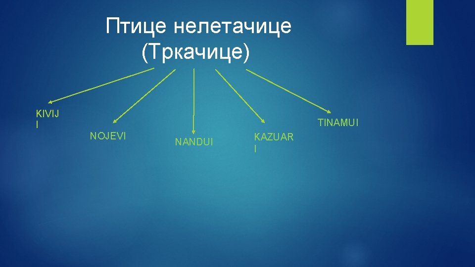 Птице нелетачице (Тркачице) KIVIJ I TINAMUI NOJEVI NANDUI KAZUAR I 
