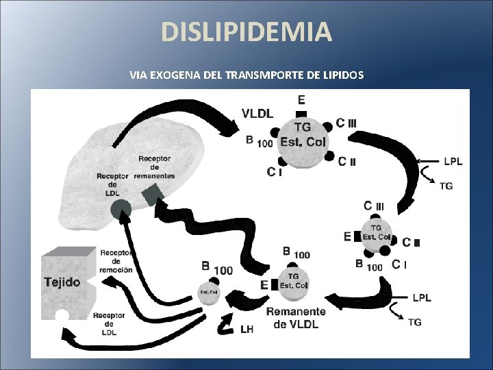 DISLIPIDEMIA VIA EXOGENA DEL TRANSMPORTE DE LIPIDOS 