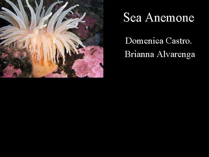 Sea Anemone Domenica Castro. Brianna Alvarenga 