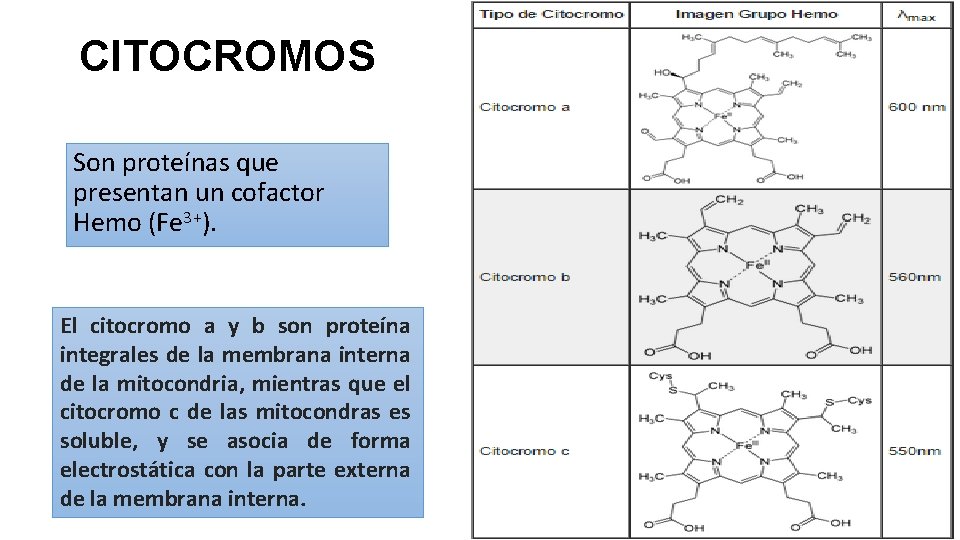 CITOCROMOS Son proteínas que presentan un cofactor Hemo (Fe 3+). El citocromo a y