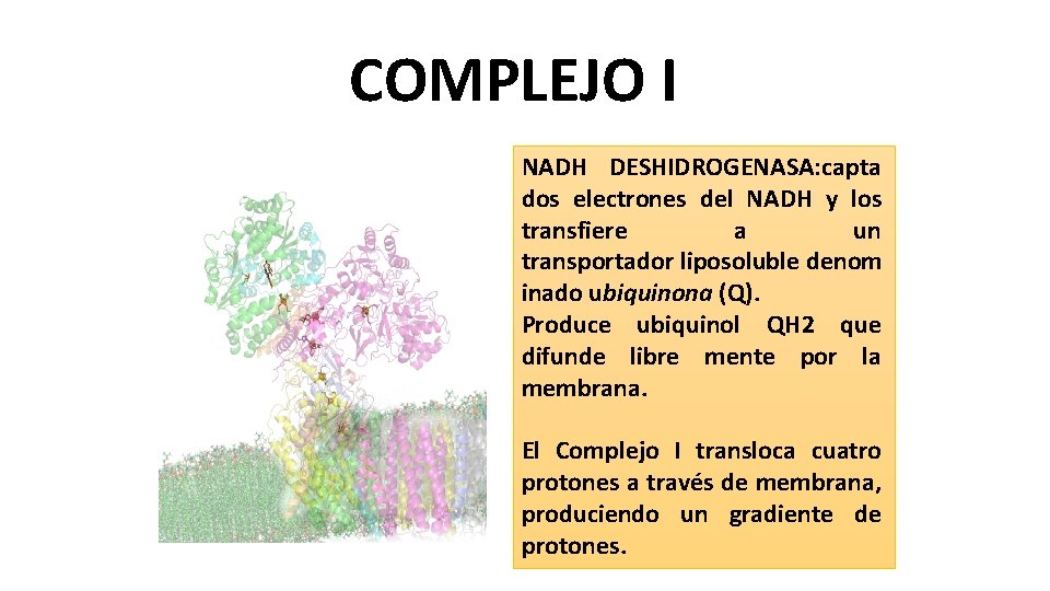 COMPLEJO I NADH DESHIDROGENASA: capta dos electrones del NADH y los transfiere a un