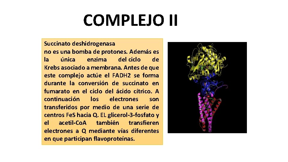 COMPLEJO II Succinato deshidrogenasa no es una bomba de protones. Además es la única