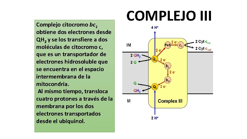 Complejo citocromo bc 1 obtiene dos electrones desde QH 2 y se los transfiere