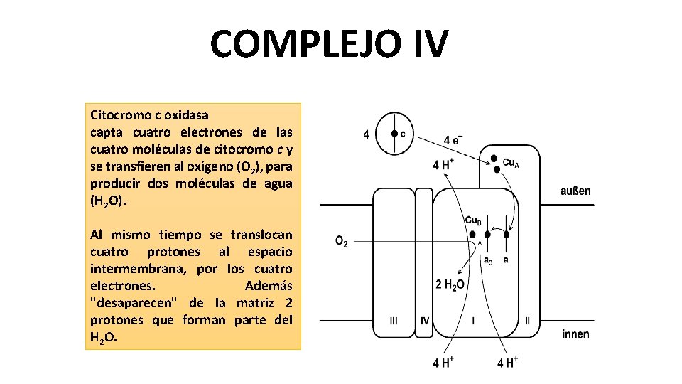 COMPLEJO IV Citocromo c oxidasa capta cuatro electrones de las cuatro moléculas de citocromo