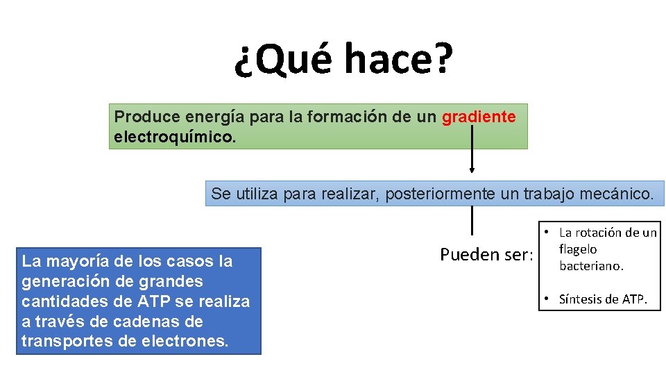 ¿Qué hace? Produce energía para la formación de un gradiente electroquímico. Se utiliza para