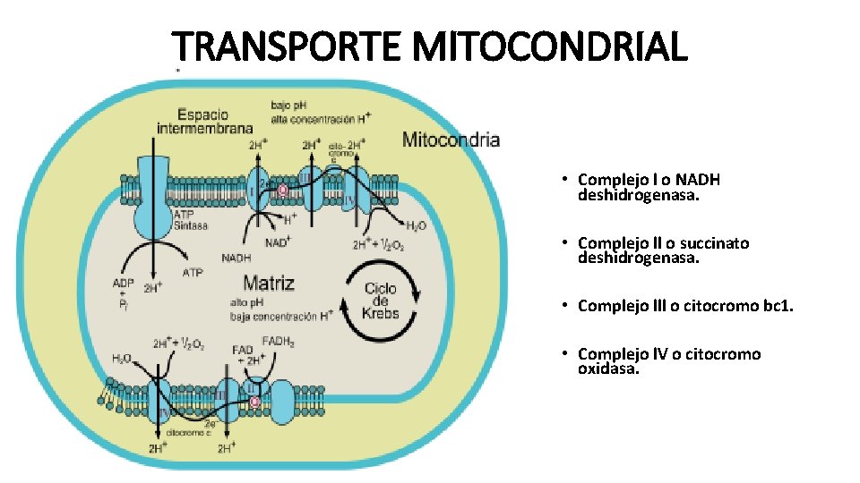 TRANSPORTE MITOCONDRIAL • Complejo l o NADH deshidrogenasa. • Complejo ll o succinato deshidrogenasa.