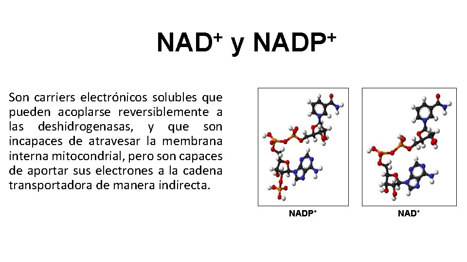 + + NAD y NADP Son carriers electrónicos solubles que pueden acoplarse reversiblemente a