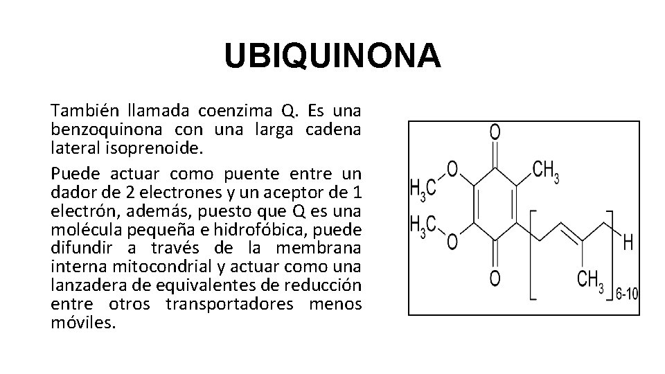 UBIQUINONA También llamada coenzima Q. Es una benzoquinona con una larga cadena lateral isoprenoide.