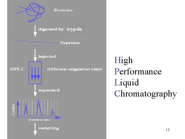 trypsin High Performance Liquid Chromatography 13 