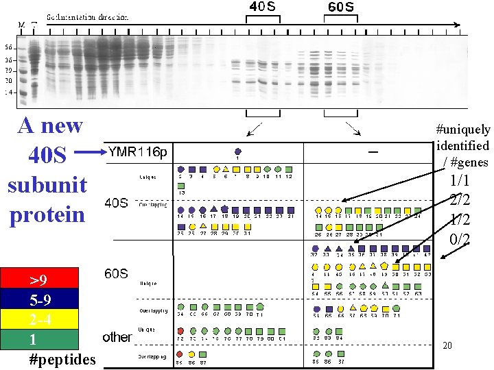 A new 40 S subunit protein >9 5 -9 2 -4 1 #peptides #uniquely