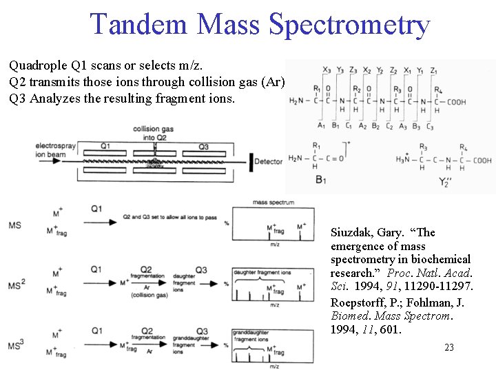 Tandem Mass Spectrometry Quadrople Q 1 scans or selects m/z. Q 2 transmits those