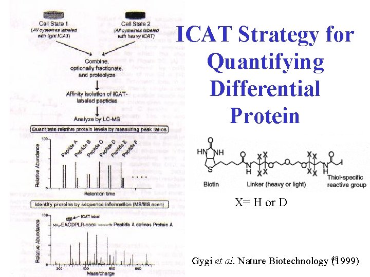 ICAT Strategy for Quantifying Differential Protein Expression. X= H or D Gygi et al.