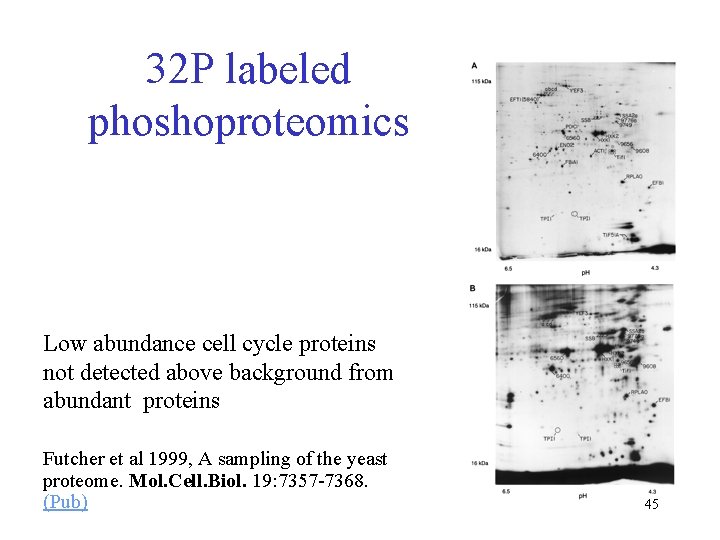 32 P labeled phoshoproteomics Low abundance cell cycle proteins not detected above background from