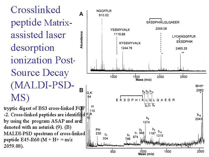 Crosslinked peptide Matrixassisted laser desorption ionization Post. Source Decay (MALDI-PSDMS) tryptic digest of BS